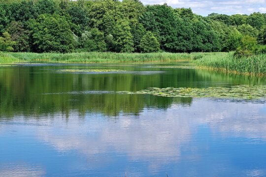 view of the river in July covered with water lilies