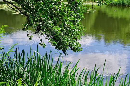 view of the river in July covered with water lilies