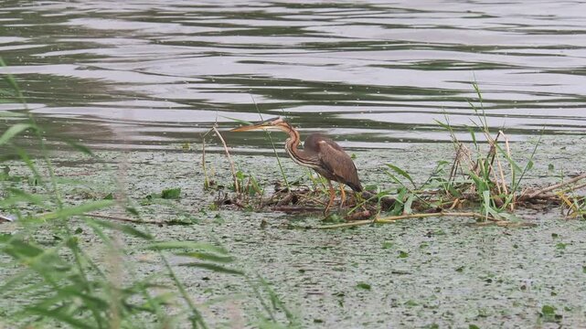 Purple heron (Ardea purpurea) catching two fish in a single strike in a swamp