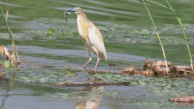 Squacco heron (Ardeola ralloides) catching a fish from a floating reed root