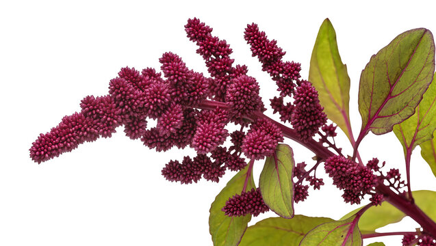 Isolated colorful Amaranthus plant with bright magenta flower heads and verdant leaves.