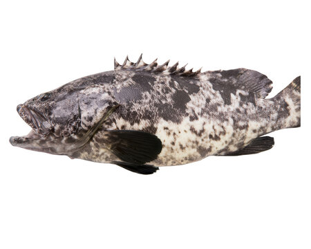 Freshly caught grouper fish isolated on white. Side profile view of a raw saltwater fish.