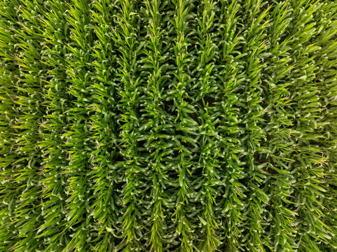 Vibrant green grass appears in tight close-up view