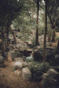 stream in the woods