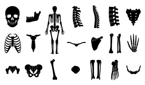 Black Human Skeleton Anatomy Silhouette Collection with Individual Bones CAD Flat Vector Set
