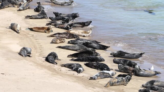 Grey Seals hauled out on the beach of Great Blasket Island, Dingle Peninsula, Ireland