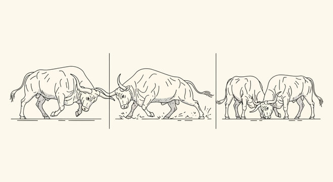 Line art illustration of powerful bulls sparring and fighting