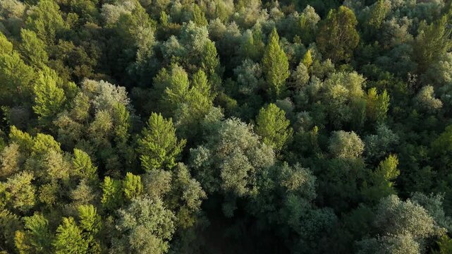 Flying Over Green Forest Canopy at Golden Hour