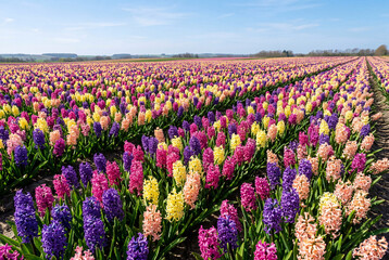 Fototapeta premium Vast agricultural field of colorful blooming hyacinth flowers under a clear blue sky
