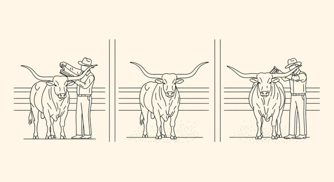 Texas Longhorn Bull Livestock Show Competition Line Art