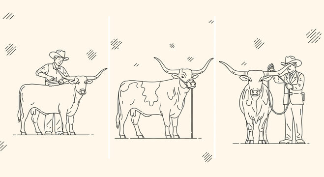Cowboys Preparing Texas Longhorn Cattle for Livestock Show Illustration