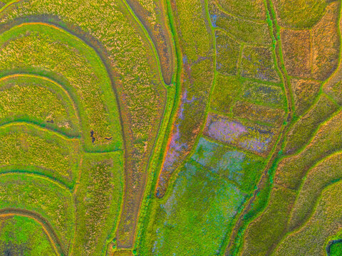 Aerial view of lush green rice terraces at sunrise with palm trees and distant mountains in Bali, Indonesia.