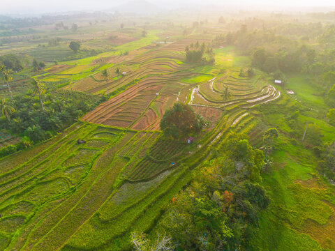 Aerial view of lush green rice terraces at sunrise with palm trees and distant mountains in Bali, Indonesia.