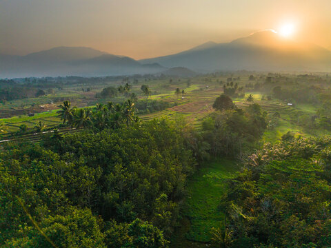 Aerial view of lush green rice terraces at sunrise with palm trees and distant mountains in Bali, Indonesia.