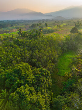 Aerial view of lush green rice terraces at sunrise with palm trees and distant mountains in Bali, Indonesia.