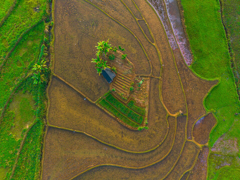 Aerial view of lush green rice terraces at sunrise with palm trees and distant mountains in Bali, Indonesia.