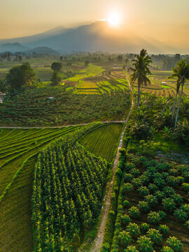 Aerial view of lush green rice terraces at sunrise with palm trees and distant mountains in Bali, Indonesia.