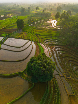 Aerial view of lush green rice terraces at sunrise with palm trees and distant mountains in Bali, Indonesia.