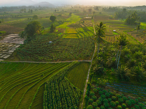 Aerial view of lush green rice terraces at sunrise with palm trees and distant mountains in Bali, Indonesia.