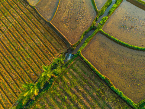 Aerial view of lush green rice terraces at sunrise with palm trees and distant mountains in Bali, Indonesia.