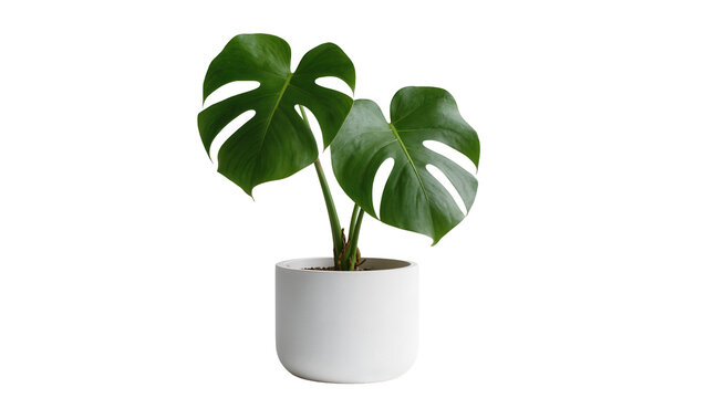 Isolated Monstera Deliciosa plant in a minimalist white ceramic pot, lush green foliage