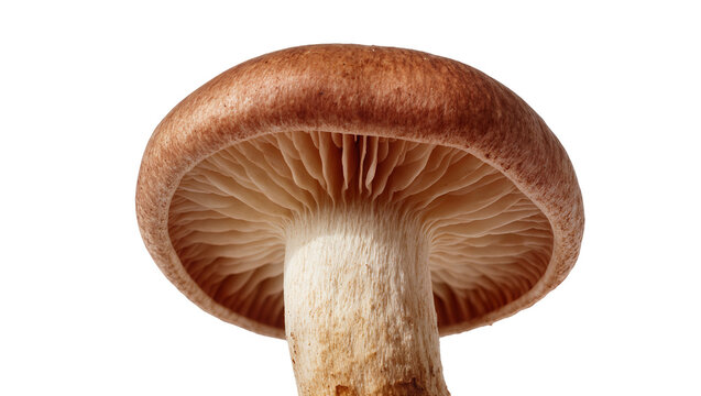 Isolated natural delicious brown mushroom showing detailed gills and textured stalk