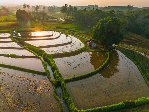 Aerial view of lush green rice terraces at sunrise with palm trees and distant mountains in Bali, Indonesia.