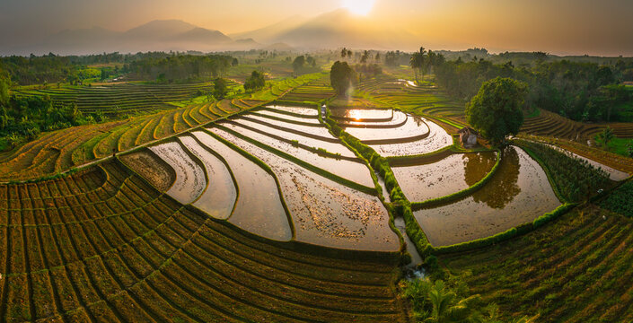 Aerial view of lush green rice terraces at sunrise with palm trees and distant mountains in Bali, Indonesia.