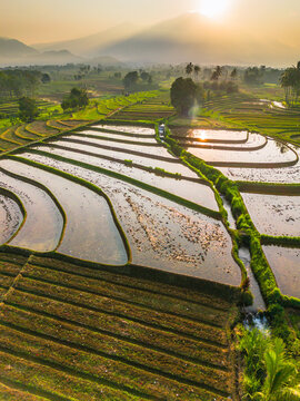 Aerial view of lush green rice terraces at sunrise with palm trees and distant mountains in Bali, Indonesia.
