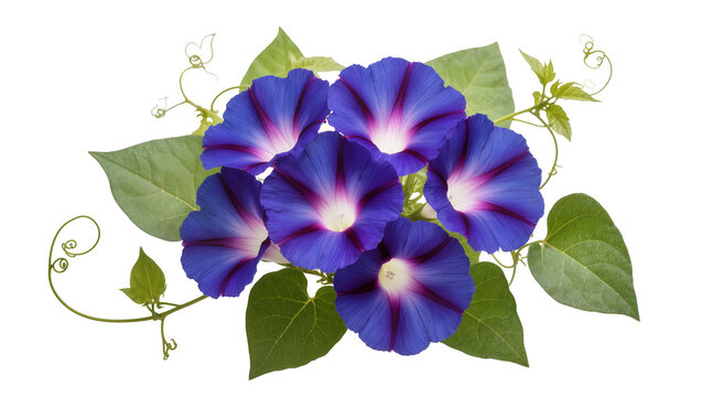 Isolated blooming blue morning glory flowers with green leaves and tendrils, vibrant spring