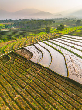 Aerial view of lush green rice terraces at sunrise with palm trees and distant mountains in Bali, Indonesia.