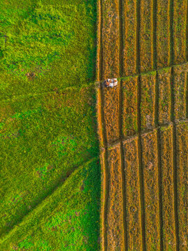 Aerial view of lush green rice terraces at sunrise with palm trees and distant mountains in Bali, Indonesia.