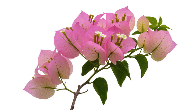 Isolated vibrant pink Bougainvillea floral branch with translucent petals and fresh green foliage