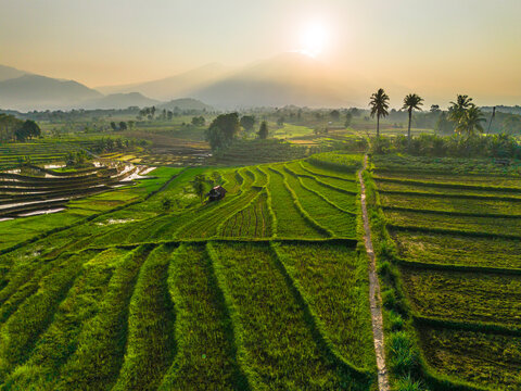 Aerial view of lush green rice terraces at sunrise with palm trees and distant mountains in Bali, Indonesia.