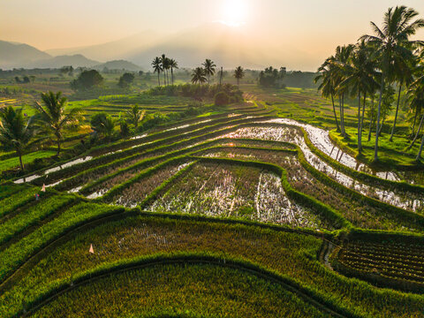 Aerial view of lush green rice terraces at sunrise with palm trees and distant mountains in Bali, Indonesia.