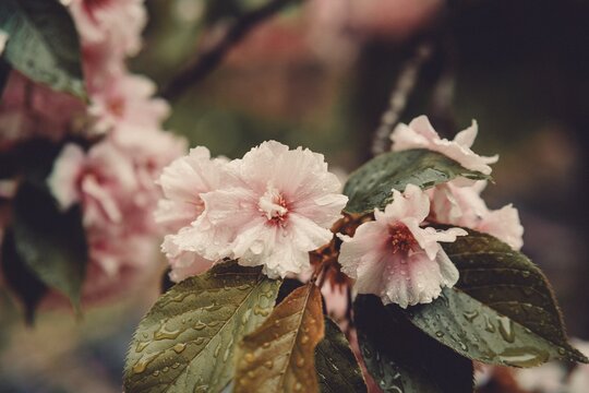 Cherry Blossoms and Dewdrops