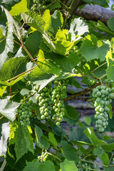 Grapes growing in the village during summer season, Belarus © Hanna