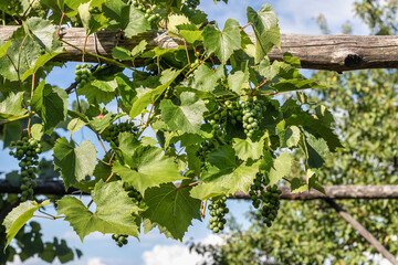 Grapes growing in the village during summer season, Belarus © Hanna