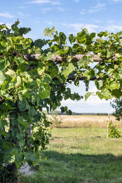 Grapes growing in the village arch-shaped during summer season, Belarus