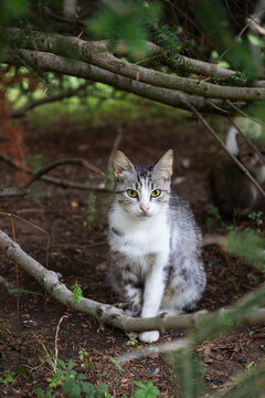 Feral grey and white tabby cat sitting on ground covered by pine needles and branches, looking attentively into the camera.