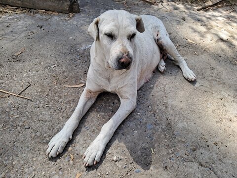 perra blanca descansando en huancayo