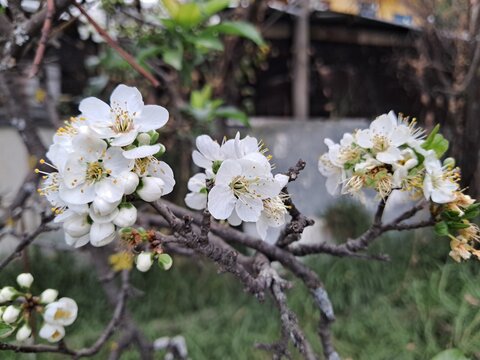Blossom de ciruelo blanco con fondo natural