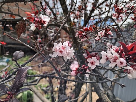 Flores blancas de ciruelo en plena primavera andina