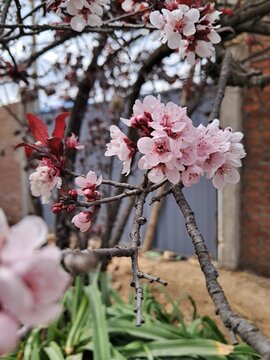 Flores de ciruelo floreciendo en junio, huancayo