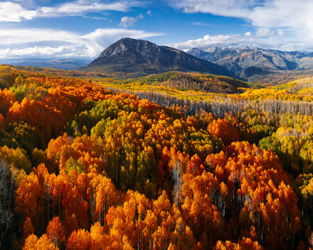 Aerial view of Crested Butte surrounded by vibrant orange and yellow autumn aspen forests under a clear blue sky in Crested Butte, Colorado, United States.