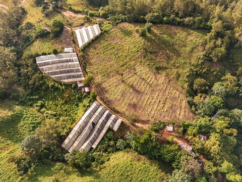 Aerial view of agricultural greenhouses nestled in the lush green hills, featuring rows of crops and surrounding tropical vegetation in Jarabacoa, La Vega Province, Dominican Republic.