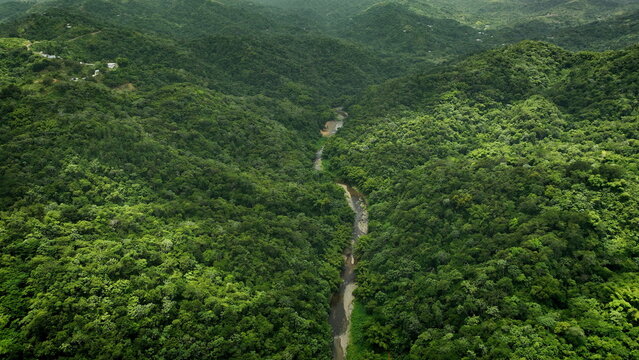 Aerial view of a winding river flowing through a lush, dense tropical forest in the mountainous terrain of San Sebastian, San Sebastian, Puerto Rico.