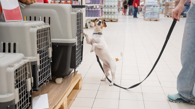 A Jack Russell Terrier chooses a travel box at a shopping mall.