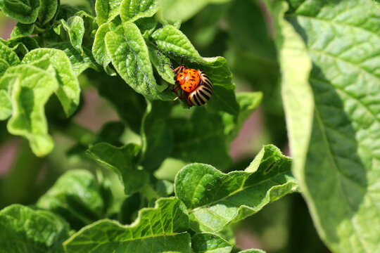 Colorado potato beetle on tomato leaf