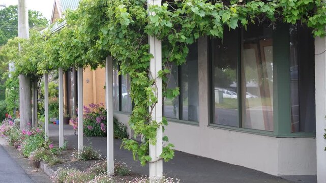 A quiet regional town&nbsp;in Camperdown, Australia, with a charming shopfront along a paved footpath, wooden verandah draped in lush green climbing grapevines. A peaceful and idyllic atmosphere